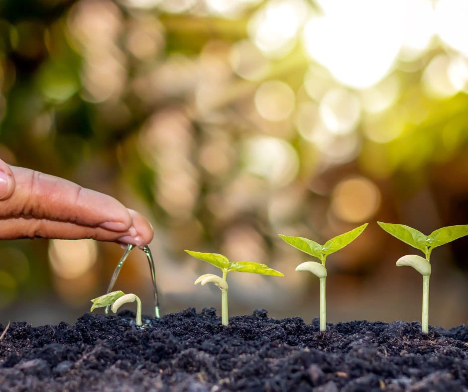 Sprouting plants being watered, eco-friendly gardening, sustainable growth, environmental conservation, Charlotte Wilding Consulting.
